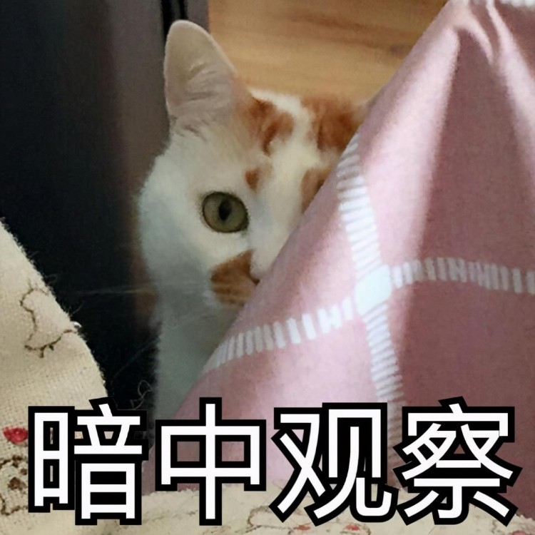 猫咪有这7种睡姿说明很爱你