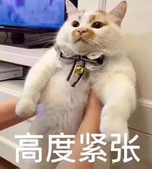 猫咪在叹气是感到无奈么