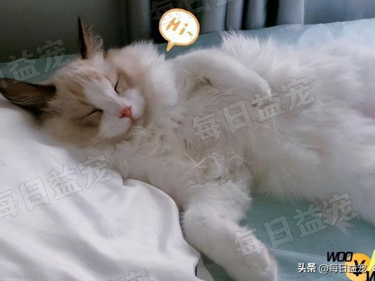 土豪级别的养猫教程贫穷限制了我的想象建议打工人慎点