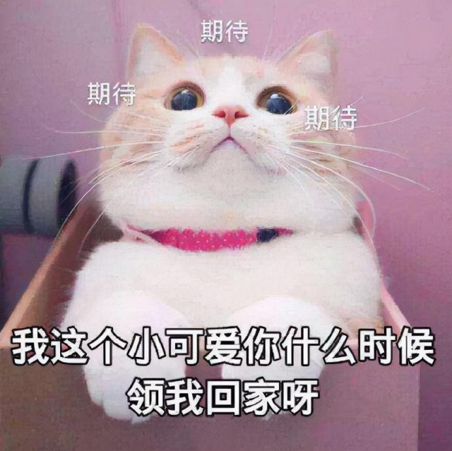 国内最受欢迎的猫咪，有你喜欢的猫吗？