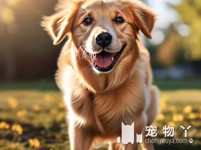 罗威纳犬怕冷吗？