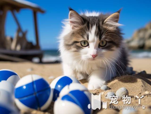 苏州星湖宠物馆茉莉猫舍，最温柔的猫咪洗澡体验?