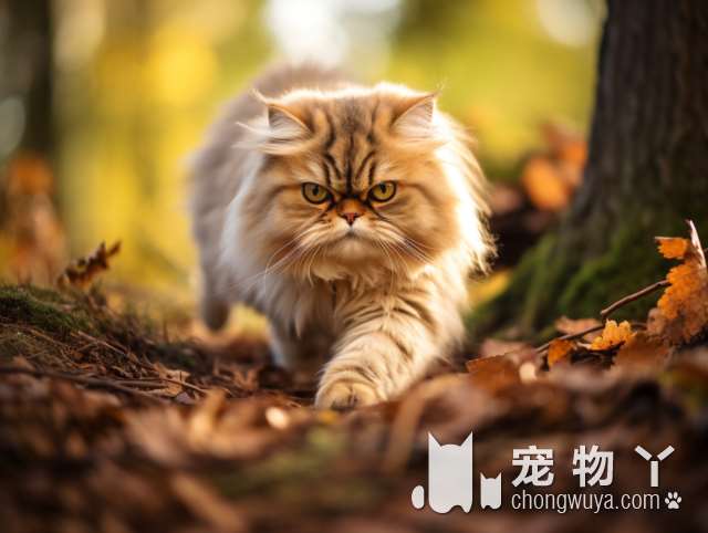 母猫把刚出生的小猫扔给主人带，自己却成天出去浪